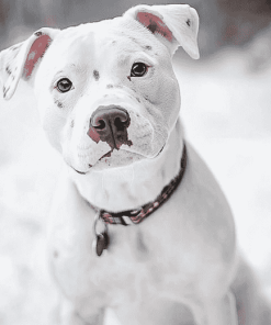 White Staffy in Winter Diamond Painting