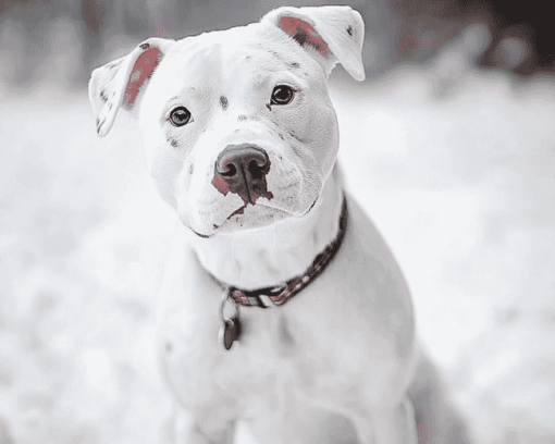 White Staffy in Winter Diamond Painting