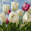 White Tulips Blossom Diamond Painting