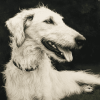 White Wolfhound Puppy Diamond Painting