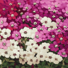 White and Purple Alyssum Blossoms Diamond Painting