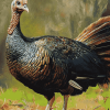 Wild Turkey Birds Diamond Painting