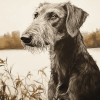 Wolfhound Puppy Diamond Painting