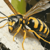 Yellow Jacket Insect Diamond Painting