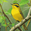 Yellow Kentucky Warbler Birds Diamond Painting