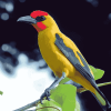 Yellow Old World Orioles Diamond Painting