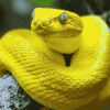 Yellow Snake Diamond Painting