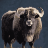 Aesthetic Muskox Diamond Painting