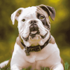 American Bulldog Puppy Diamond Painting