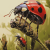 Ant and Ladybug Insect Diamond Painting