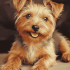 Australian Terrier Puppy Portrait Diamond Painting