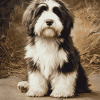 Bearded Collie Puppy Diamond Painting