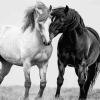 Black And White Cob Horses Diamond Painting