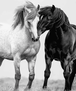 Black And White Cob Horses Diamond Painting