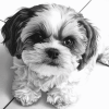 Black And White Shih Tzu Puppy Diamond Painting