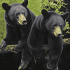 Black Bear Diamond Painting