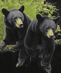 Black Bear Diamond Painting