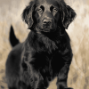 Black Flat Coated Retriever Puppy Diamond Painting