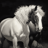 Black and White Cob Horses Diamond Painting