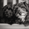 Black and White Yorkiepoo Puppy Diamond Painting