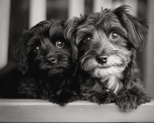 Black and White Yorkiepoo Puppy Diamond Painting