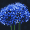 Blue Allium Blossoms Diamond Painting