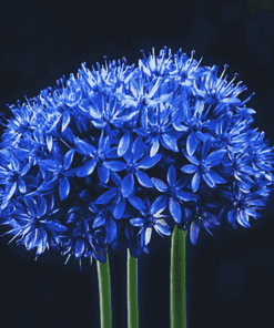 Blue Allium Blossoms Diamond Painting