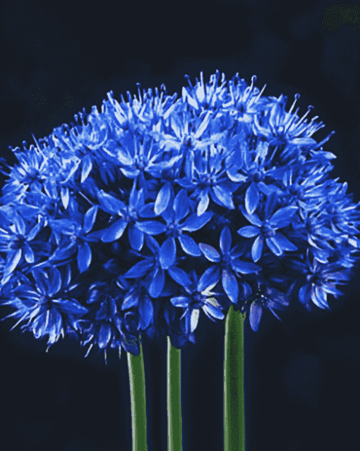 Blue Allium Blossoms Diamond Painting