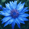 Blue Cornflower Blossoms Diamond Painting