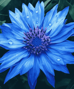 Blue Cornflower Blossoms Diamond Painting