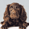 Boykin Spaniel Puppy Dogs Diamond Painting