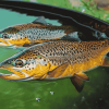 Brown Trout Carp Fish Diamond Painting