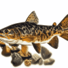 Brown Trout Fish Diamond Painting