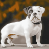 Bulldog Puppy Portraits Diamond Painting