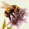 Bumble Bee Nature Diamond Painting