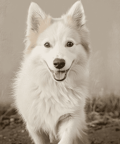 Charming Iceland Sheepdog Diamond Painting