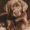 Chocolate Labrador Puppy Diamond Painting