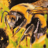 Close Up Bumblebee Insect Diamond Painting