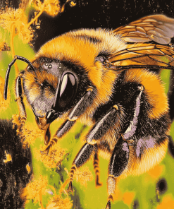 Close Up Bumblebee Insect Diamond Painting