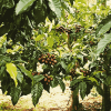 Coffee Tree Plant Diamond Painting