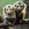 Colorful Marmosets Monkey Diamond Painting