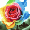 Colorful Rose Blossoms Diamond Painting