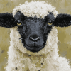 Cute Blacknose Sheep Diamond Painting