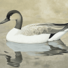 Cute Northern Pintail Duck Diamond Painting
