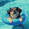 Cute Puppy By The Pool Diamond Painting