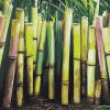 Diamond Sugarcane Plants Diamond Painting