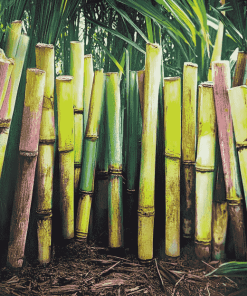 Diamond Sugarcane Plants Diamond Painting