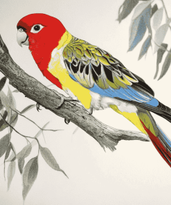 Eastern Rosella Parrots Diamond Painting