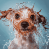 Funny Wet Puppy Diamond Painting