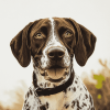 German Shorthaired Pointer Puppy Diamond Painting